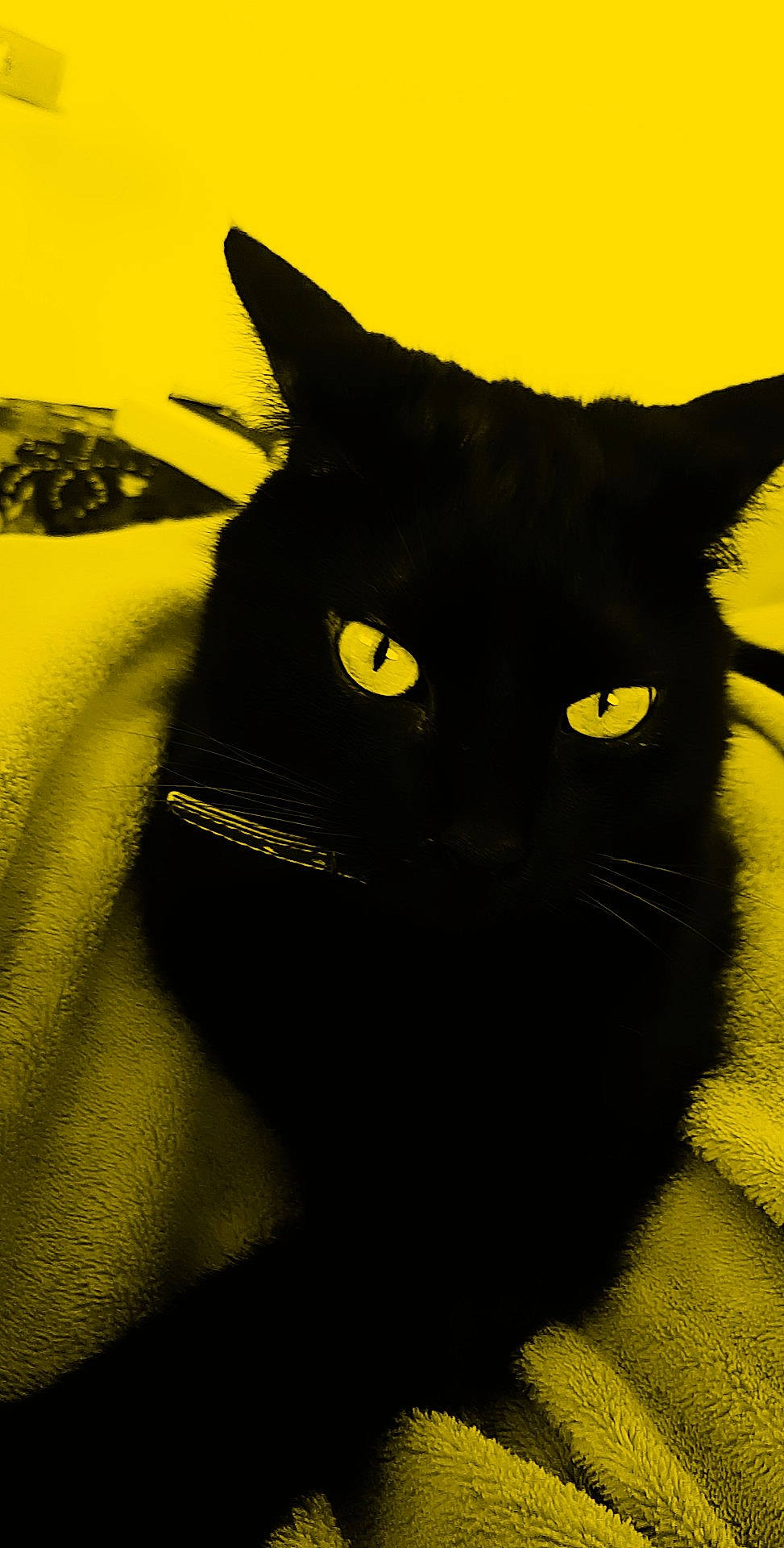 Jo a rejoint le concours — aidez-le/la à gagner de superbes lots ! asian, black, black_cat, bombay, carnivore, cat, domestic_short_haired_cat, ear, eye, felidae, small_to_medium_sized_cats, snout, tail, whiskers, yellow