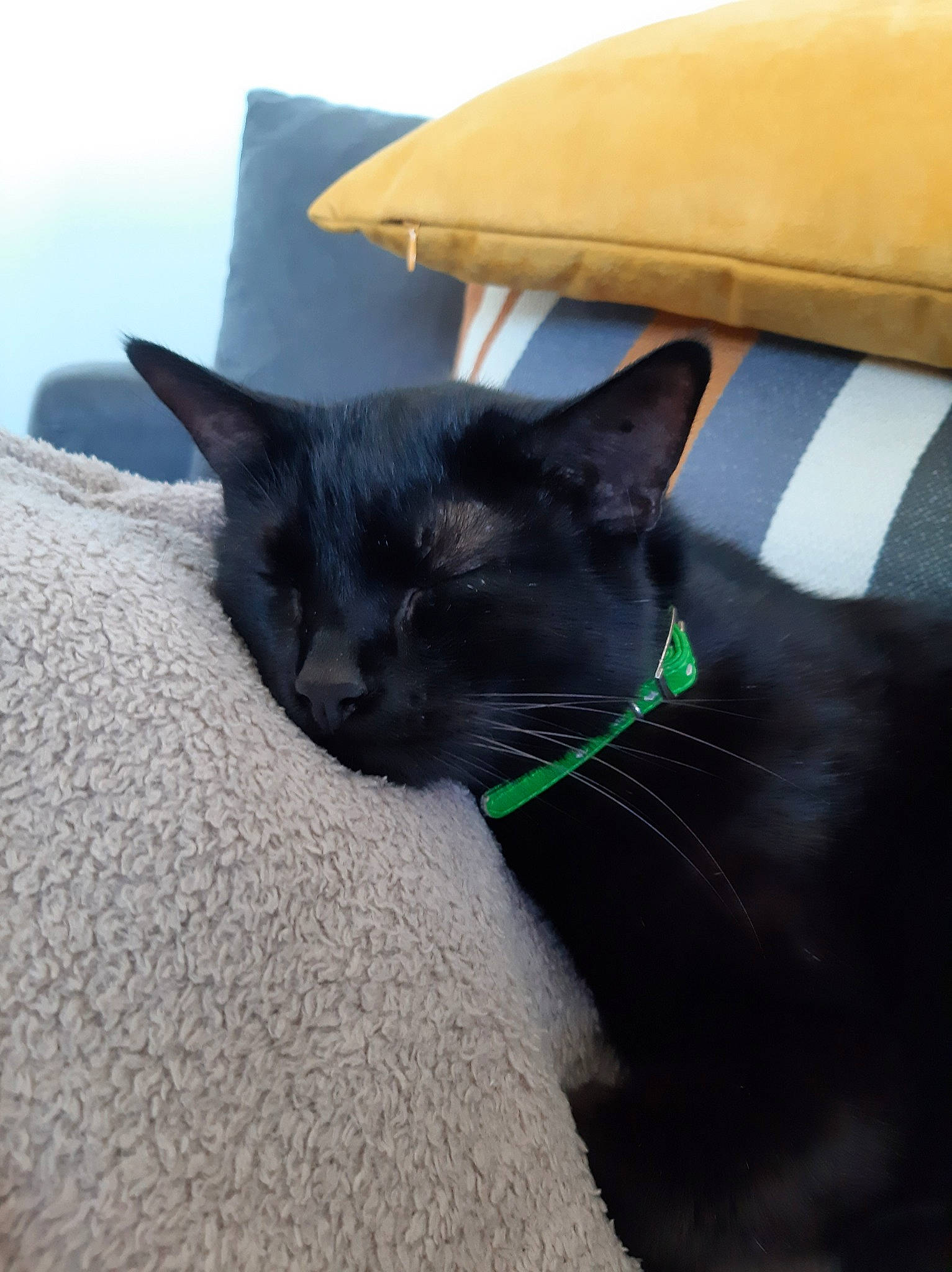 Jo a rejoint le concours — aidez-le/la à gagner de superbes lots ! asian, black_cat, bombay, burmese, carnivore, cat, domestic_short_haired_cat, felidae, korat, mammal, small_to_medium_sized_cats, snout, vertebrate, whiskers