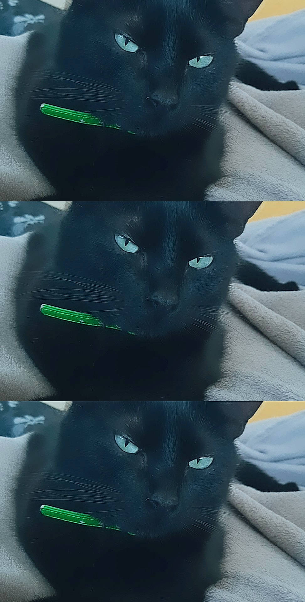 Jo participe au concours pour gagner de l'argent avec cette photo : black, black_cat, bombay, carnivore, cat, domestic_short_haired_cat, felidae, korat, russian_blue, small_to_medium_sized_cats, snout, whiskers