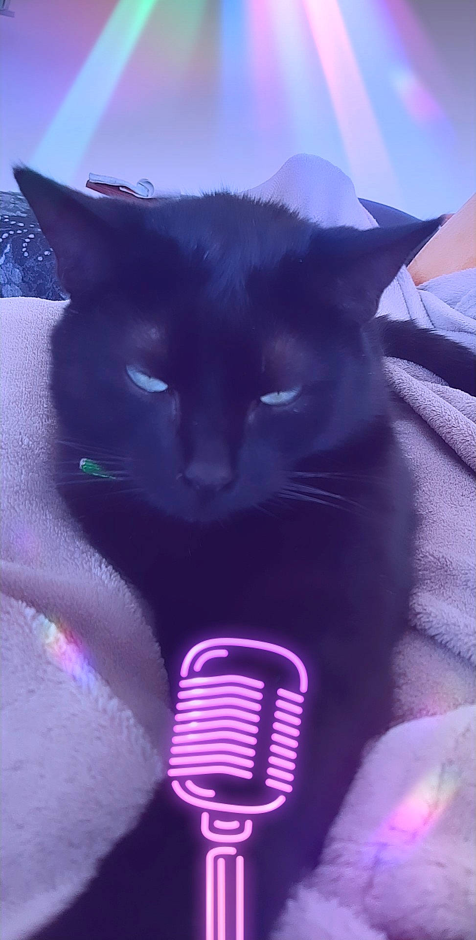 Jo a rejoint le concours — aidez-le/la à gagner de superbes lots ! black_cat, bombay, carnivore, cat, domestic_short_haired_cat, felidae, korat, purple, small_to_medium_sized_cats, snout, tail, whiskers