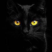 Gaston a rejoint le concours — aidez-le/la à gagner de superbes lots ! black_cat, close_up, animal, pet, feline, yellow_eyes, dark_background, portrait, whiskers, fur, mystical, nocturnal, cute, sharp_focus, black_fur, eye_contact, domestic_cat, animal_portrait, low_key_lighting, intense_gaze