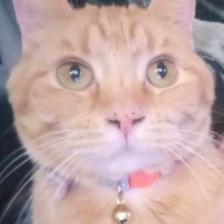 Tequila is registered to the contest to win money with this photo: abyssinian, accessories, animal, bodypart, cat, collar, earring, formalwear, jewelry, kitten, locket, manx, mouth, necklace, pendant, person, pet, piercing, teeth, tie