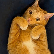 Kraken is registered to the contest to win money with this photo: cat, ginger_cat, pet, animal, feline, cute, lying_down, paws, curled_paws, fur, whiskers, ears, eyes, indoor, leather_surface, relaxed, playful, close_up, portrait, domestic_animal