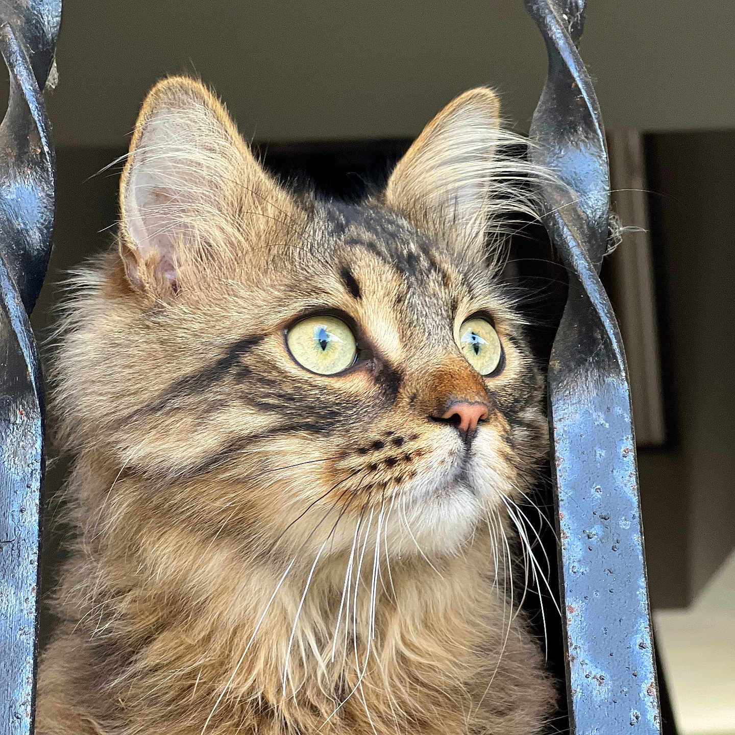 Simba a rejoint le concours — aidez-le/la à gagner de superbes lots ! animal, brown_fur, cat, close_up, curious, ears, face, feline, fluffy, focused, green_eyes, indoor, long_hair, looking_away, metal_bars, pet, portrait, striped, tabby, whiskers