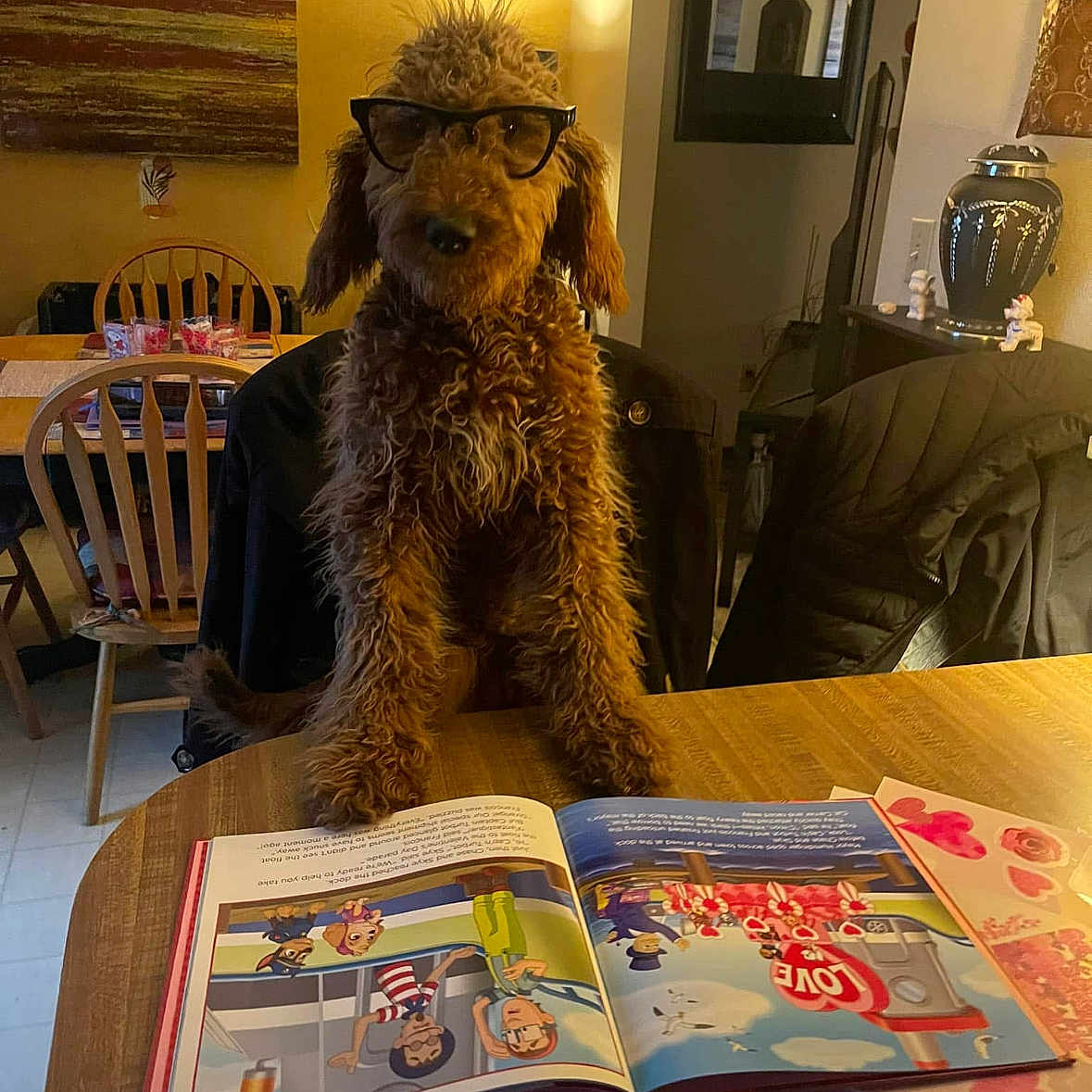 Maple Malone is registered to the contest to win money with this photo: airedale, animal, book, canine, diningtable, dog, furniture, hardwood, hound, indoors, interiordesign, person, pet, poodle, publication, puppy, reading, table, terrier, wood