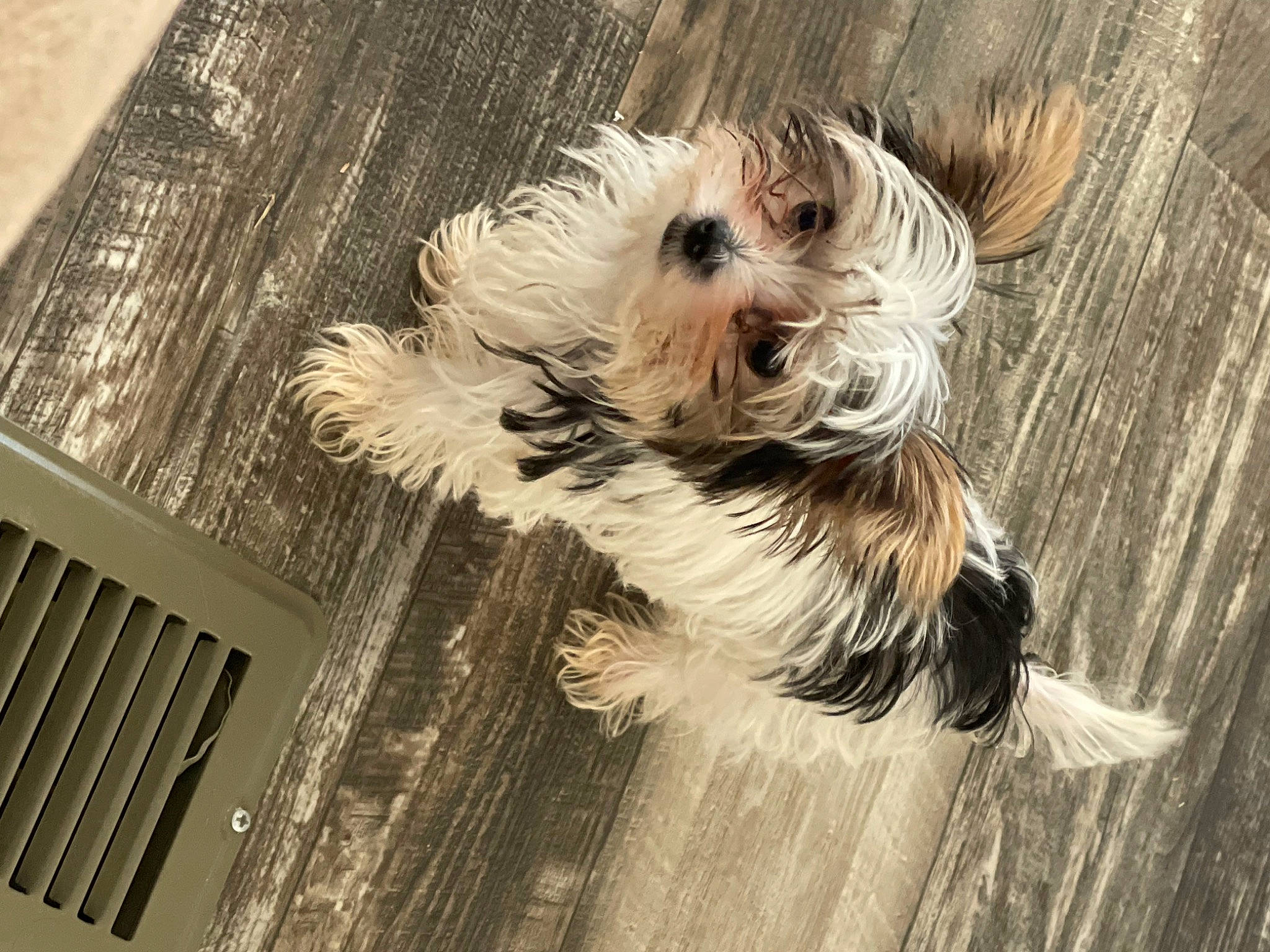 Bama is registered to the contest to win money with this photo: canidae, carnivore, companion_dog, dog, dog_breed, fawn, flooring, font, fur, hardwood, laminate_flooring, maltepoo, small_terrier, snout, sporting_group, tail, terrier, toy_dog, wood, working_animal