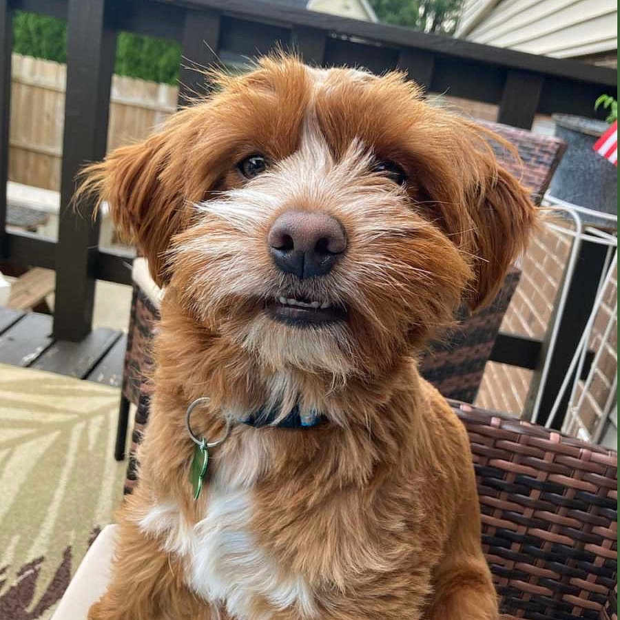 Prince joined the competition — help win amazing prizes! animal, backyard, brown_fur, canine, chair, collar, cute, daylight, dog, fence, fluffy, house, outdoor, pet, portrait, relaxed, smiling, tag, white_fur, wooden