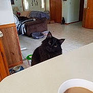 Lusifer joined the competition — help win amazing prizes! cat, black_cat, fluffy, pet, animal, feline, indoors, kitchen, counter, coffee, cup, living_room, chair, furniture, home, floor, wooden_cabinet, door, portrait, looking_at_camera