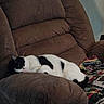 Gouda joined the competition — help win amazing prizes! cat, sleeping, black_and_white, recliner, armchair, couch, blanket, knitted_blanket, indoor, home, furniture, cozy, relaxed, resting, pet, whiskers, ears, fur, portrait, low_light