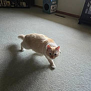 Gouda joined the competition — help win amazing prizes! cat, kitten, fluffy, cream_color, ginger, white, pet, animal, feline, indoors, carpet, sunlight, shadow, walking, crouching, whiskers, ears, eyes, milk_carton, living_room