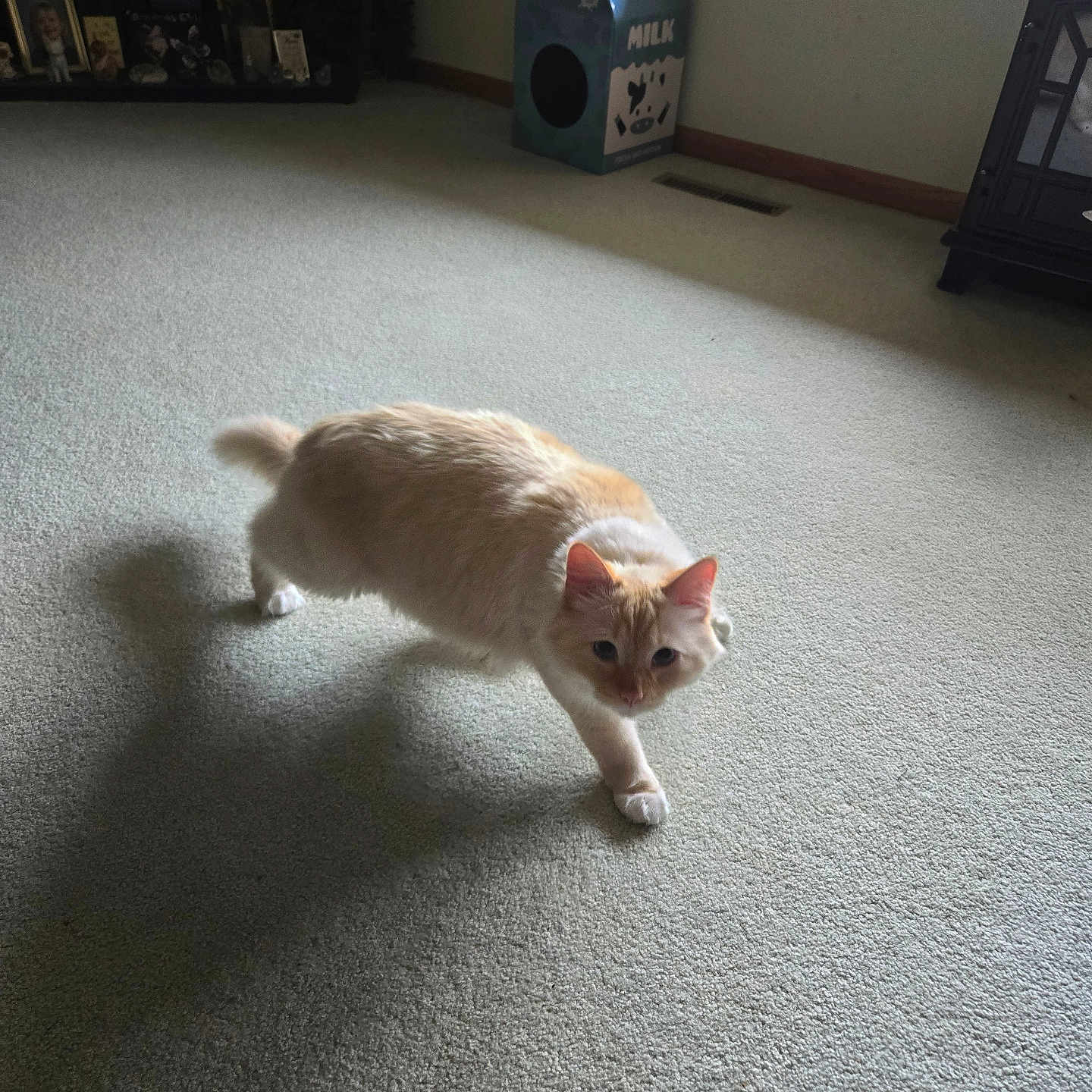 Gouda joined the competition — help win amazing prizes! cat, kitten, fluffy, cream_color, ginger, white, pet, animal, feline, indoors, carpet, sunlight, shadow, walking, crouching, whiskers, ears, eyes, milk_carton, living_room