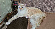Gouda joined the competition — help win amazing prizes! cat, feline, cream_cat, fluffy, long_hair, blue_eyes, pet, animal, lounging, lying_down, stretched_paw, pink_paws, couch, sofa, blanket, mattress, indoors, living_room, home, portrait