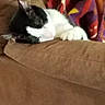 cat, sleeping, black_and_white, pet, animal, couch, sofa, blanket, paw, whiskers, ears, indoor, cozy, relaxed, resting, furniture, soft, colorful, home, portrait