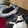 cat, cats, black_and_white_cat, black_cat, sleeping, lounging, sitting, pet, animal, fur, whiskers, pink_nose, collar, blankets, couch, indoors, home, relaxed, portrait, funny