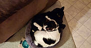 Joey is registered to the contest to win money with this photo: cat, cats, black_and_white, sleeping, cuddling, pet, animal, round_bed, cozy, indoor, home, couch, carpet, tile_floor, blanket, leopard_print, relaxed, resting, cute, photography