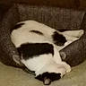cat, black_and_white, upside_down, lying_down, tongue_out, relaxed, sleeping, playful, pet, animal, cushion, sofa, carpet, indoor, home, cozy, closeup, funny, striped_pattern, photography