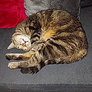 Sophie Couvez participe au concours pour gagner de l'argent avec cette photo : cat, tabby, sleeping, curled_up, couch, pillows, indoor, pet, feline, relaxing, cozy, fur, whiskers, tail, paws, gray, red, home, resting, cute