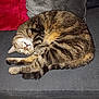 cat, tabby, sleeping, curled_up, couch, pillows, indoor, pet, feline, relaxing, cozy, fur, whiskers, tail, paws, gray, red, home, resting, cute