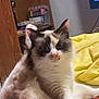 Raven joined the competition — help win amazing prizes! cat, fluffy, bed, yellow_blanket, wooden_shelf, indoor, pet, feline, curious, sitting, fur, face, eyes, home, cozy, relaxed, domestic, animal, mammal, cute