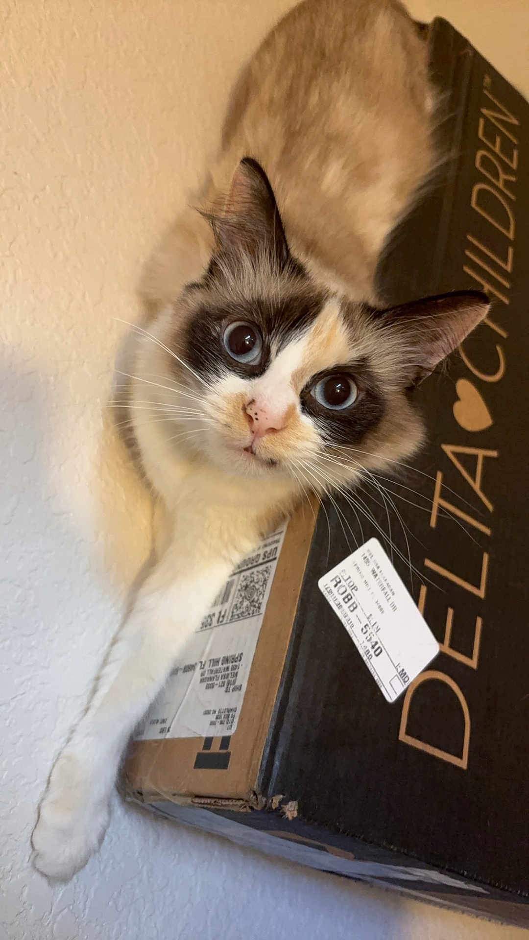 Raven is registered to the contest to win money with this photo: cat, blue_eyes, fur, whiskers, paw, cardboard_box, wall, curious, pet, indoor, animal, close_up, portrait, feline, domestic_cat, looking_up, cute, fluffy, relaxed, household