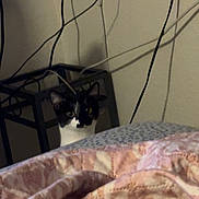 Cleo joined the competition — help win amazing prizes! cat, black_and_white, curious, blanket, pink, patterned, indoor, wires, teal_box, furniture, wall, pet, animal, eyes, ears, quilt, cozy, home, curiosity, peek