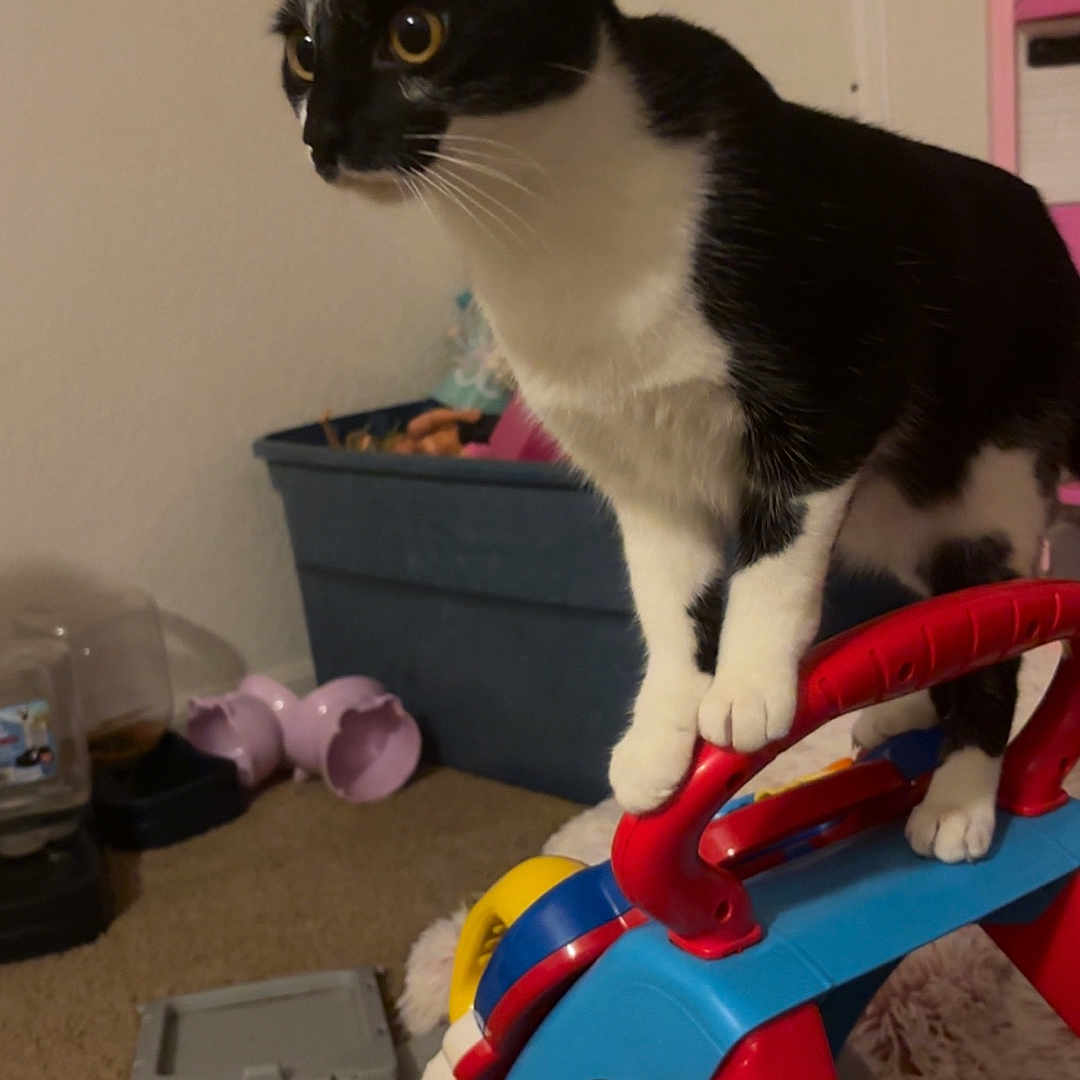 Cleo is registered to the contest to win money with this photo: animal, balance, black_and_white, carpet, carpeted_floor, cat, childrens_toy, curious, domestic, feline, household, indoor, paw, pet, plastic, playful, push_toy, room, toy, wheel