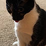 Cleo is registered to the contest to win money with this photo: cat, black_and_white, pet, animal, indoor, carpet, curious, sitting, fur, whiskers, ears, closeup, tongue_out, feline, domestic, cute, mammal, household, young_cat, portrait