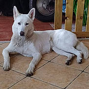 Luna a rejoint le concours — aidez-le/la à gagner de superbes lots ! dog, white_dog, indoor, floor, tile_floor, wooden_gate, motorcycle_wheel, pet, animal, resting, lying_down, curious, ears_up, calm, domestic, canine, household, quiet, relaxed, fur
