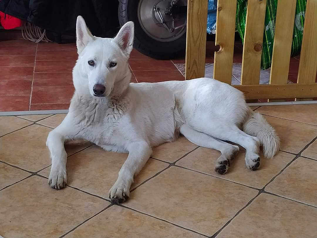 Luna a rejoint le concours — aidez-le/la à gagner de superbes lots ! dog, white_dog, indoor, floor, tile_floor, wooden_gate, motorcycle_wheel, pet, animal, resting, lying_down, curious, ears_up, calm, domestic, canine, household, quiet, relaxed, fur