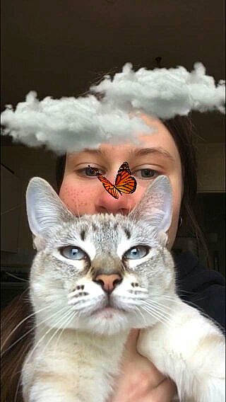 Plume participe au concours pour gagner de l'argent avec cette photo : aegean_cat, american_curl, american_wirehair, asian, burmilla, carnivore, cat, colorpoint_shorthair, ear, european_shorthair, felidae, fur, head, kitten, nose, photo_caption, small_to_medium_sized_cats, turkish_angora, turkish_van, whiskers