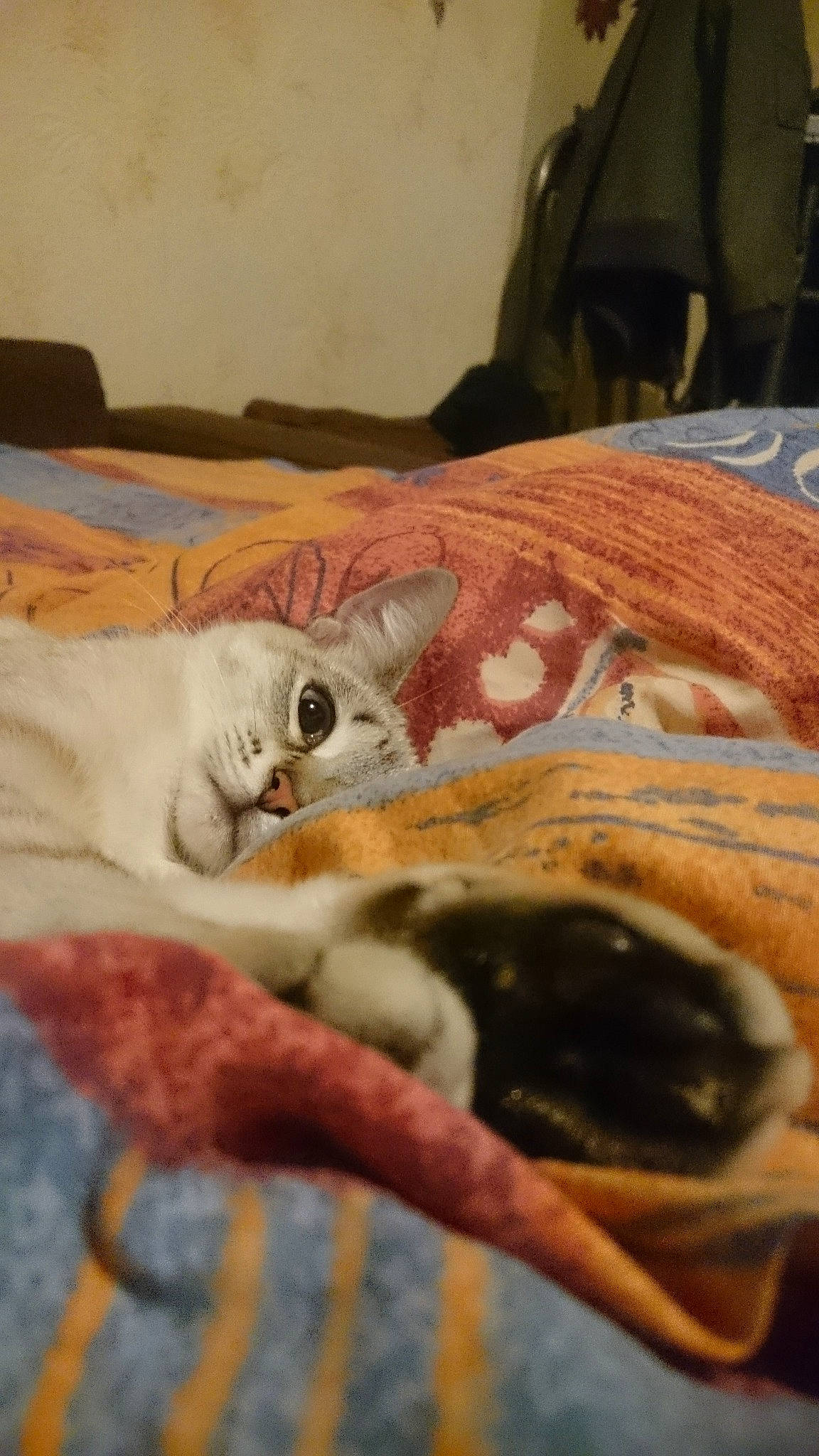 Plume a rejoint le concours — aidez-le/la à gagner de superbes lots ! aegean_cat, asian, burmilla, carnivore, cat, domestic_short_haired_cat, european_shorthair, fawn, felidae, fur, kitten, singapura, small_to_medium_sized_cats, tail, whiskers