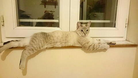 Plume a rejoint le concours — aidez-le/la à gagner de superbes lots ! american_curl, asian, carnivore, cat, domestic_short_haired_cat, dragon_li, ear, european_shorthair, facial_expression, felidae, fur, kitten, paw, polydactyl_cat, small_to_medium_sized_cats, snapshot, tabby_cat, tail, whiskers, window