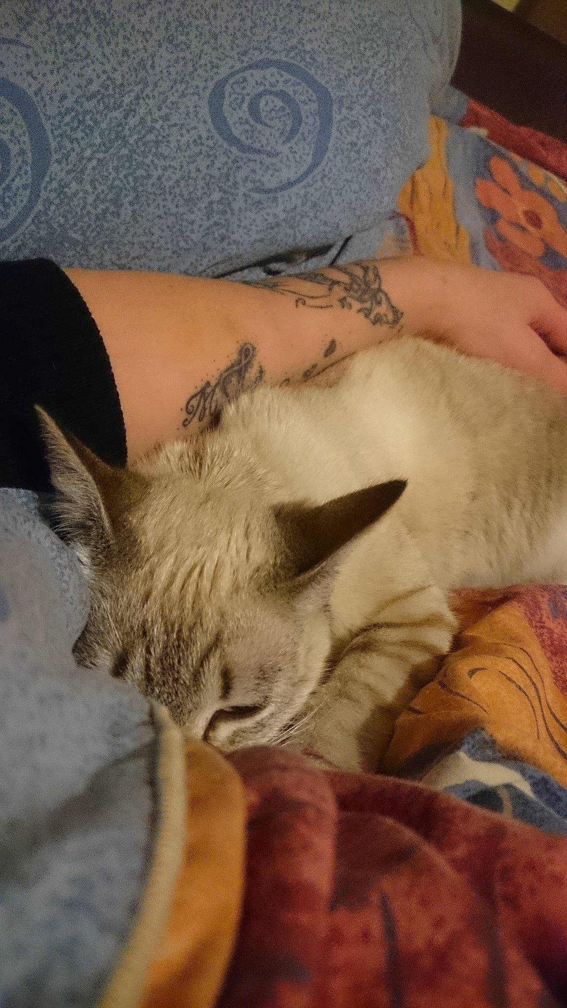 Plume participe au concours pour gagner de l'argent avec cette photo : asian, balinese, carnivore, cat, ear, fawn, felidae, kitten, mammal, nap, sleep, small_to_medium_sized_cats, snout, whiskers