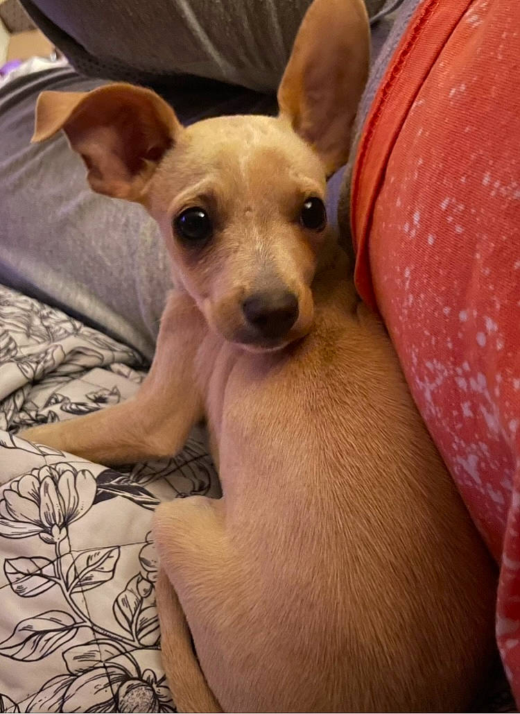 Timmy joined the competition — help win amazing prizes! canidae, carnivore, chihuahua, comfort, companion_dog, corgi_chihuahua, dog, dog_breed, dog_supply, ear, fawn, fur, paw, puppy, snout, sporting_group, terrestrial_animal, toy_dog, whiskers, working_animal