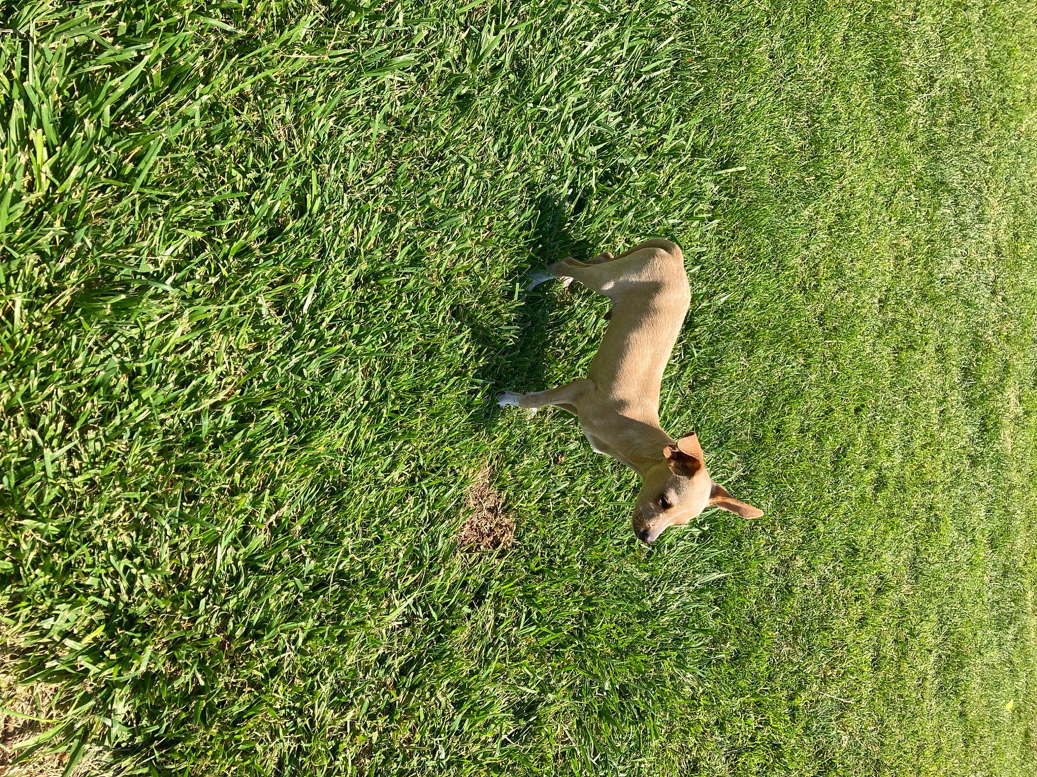 Timmy is registered to the contest to win money with this photo: artificial_turf, bird, field, grass, grass_family, grassland, groundcover, herb, lawn, pasture, people_in_nature, plant, prairie, shrub, soil, tail, tree, vegetation, wildlife, wing