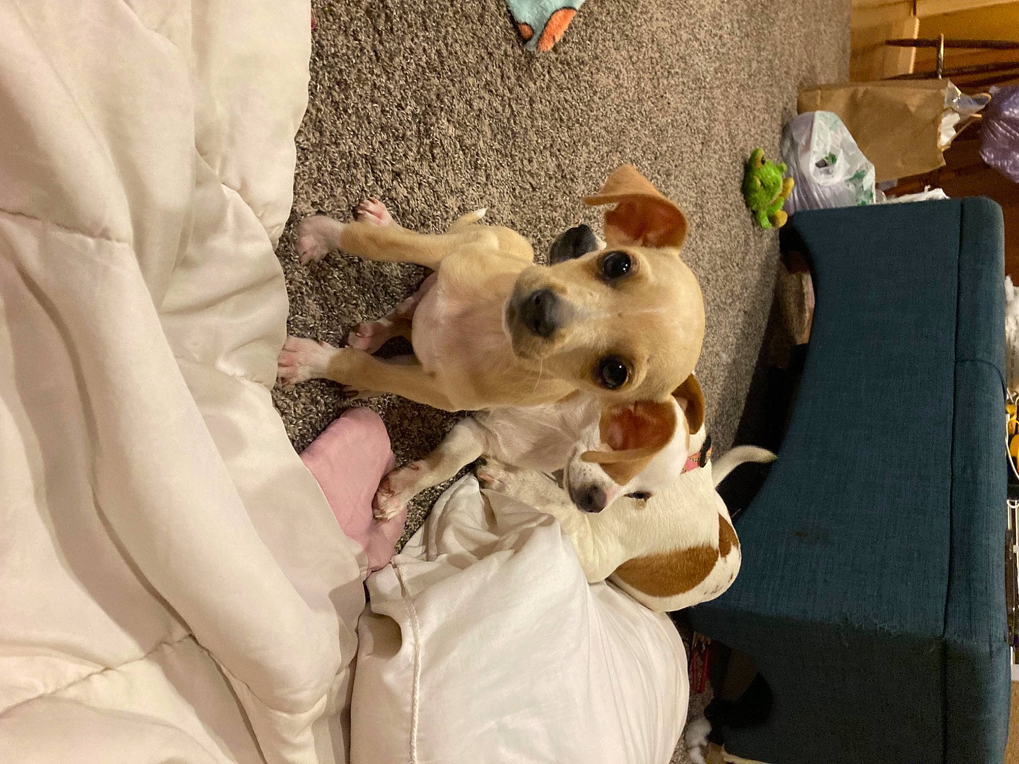 Timmy joined the competition — help win amazing prizes! box, canidae, carnivore, collar, comfort, companion_dog, dog, dog_breed, dog_supply, fawn, fur, room, shipping_box, sleeve, snout, sporting_group, stuffed_toy, textile, toy, whiskers