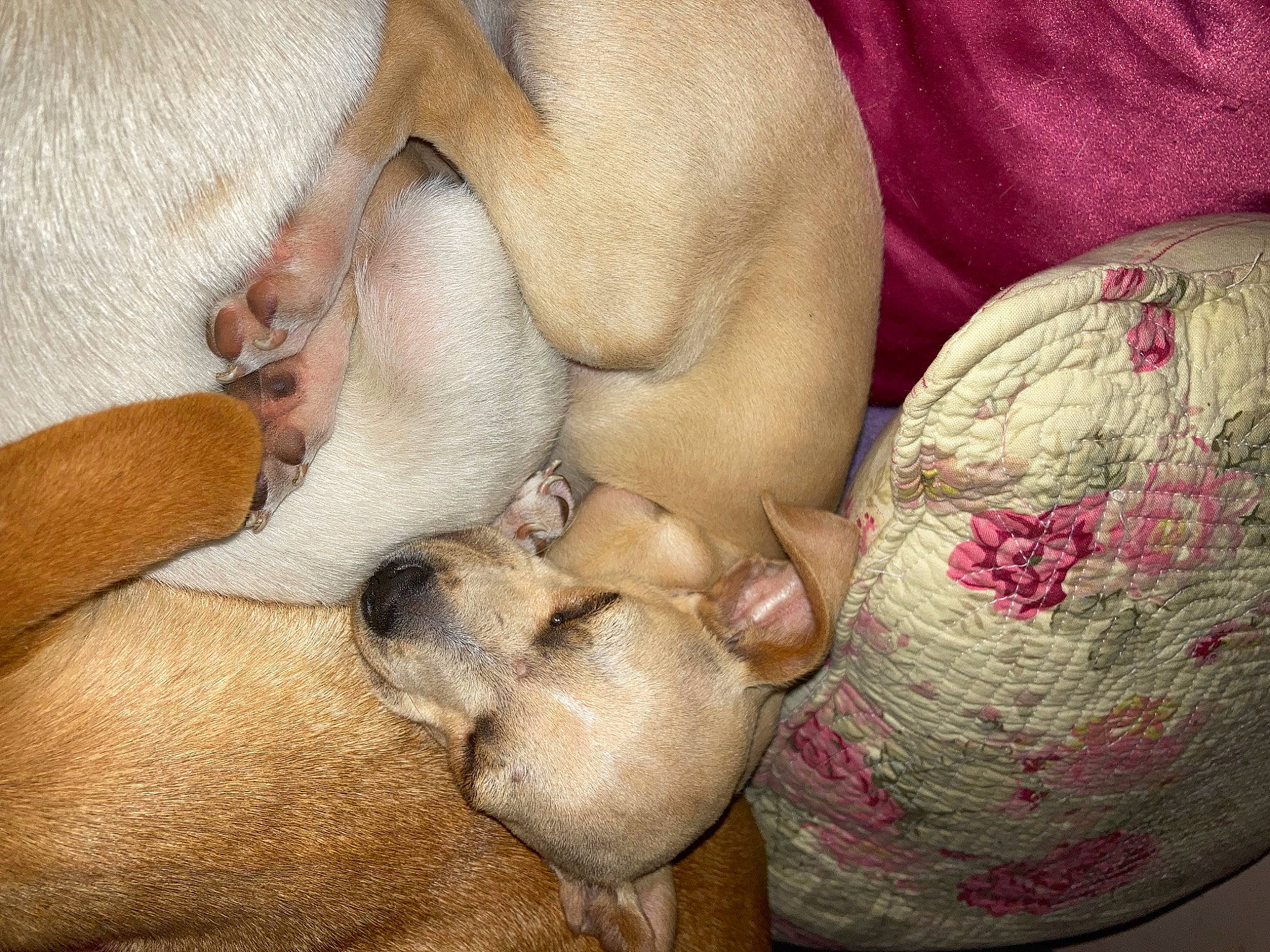 Timmy joined the competition — help win amazing prizes! art, carnivore, comfort, companion_dog, dog, dog_breed, fawn, felidae, fur, linens, nap, paw, small_to_medium_sized_cats, sporting_group, terrestrial_animal, whiskers