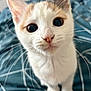 Luna joined the competition — help win amazing prizes! animal, bed, blanket, cat, close_up, curious, cute, domestic_cat, feline, indoor, kitten, looking_up, orange_fur, pet, portrait, small, soft, whiskers, white_fur, young_cat