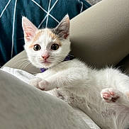 Luna is registered to the contest to win money with this photo: animal, cat, closeup, cozy, curious, cute, ears, face, feline, fluffy, indoor, kitten, paw, pet, purple_collar, relaxed, soft_surface, whiskers, white_fur, young
