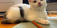 Luna joined the competition — help win amazing prizes! animal, black_patch, cat, closeup, curious, cute, desk, fur, indoor, kitten, monitor, pen, pencil, pet, printer, resting, white_cat, wooden_surface, workspace, young_cat