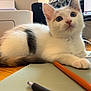 animal, black_patch, cat, closeup, curious, cute, desk, fur, indoor, kitten, monitor, pen, pencil, pet, printer, resting, white_cat, wooden_surface, workspace, young_cat