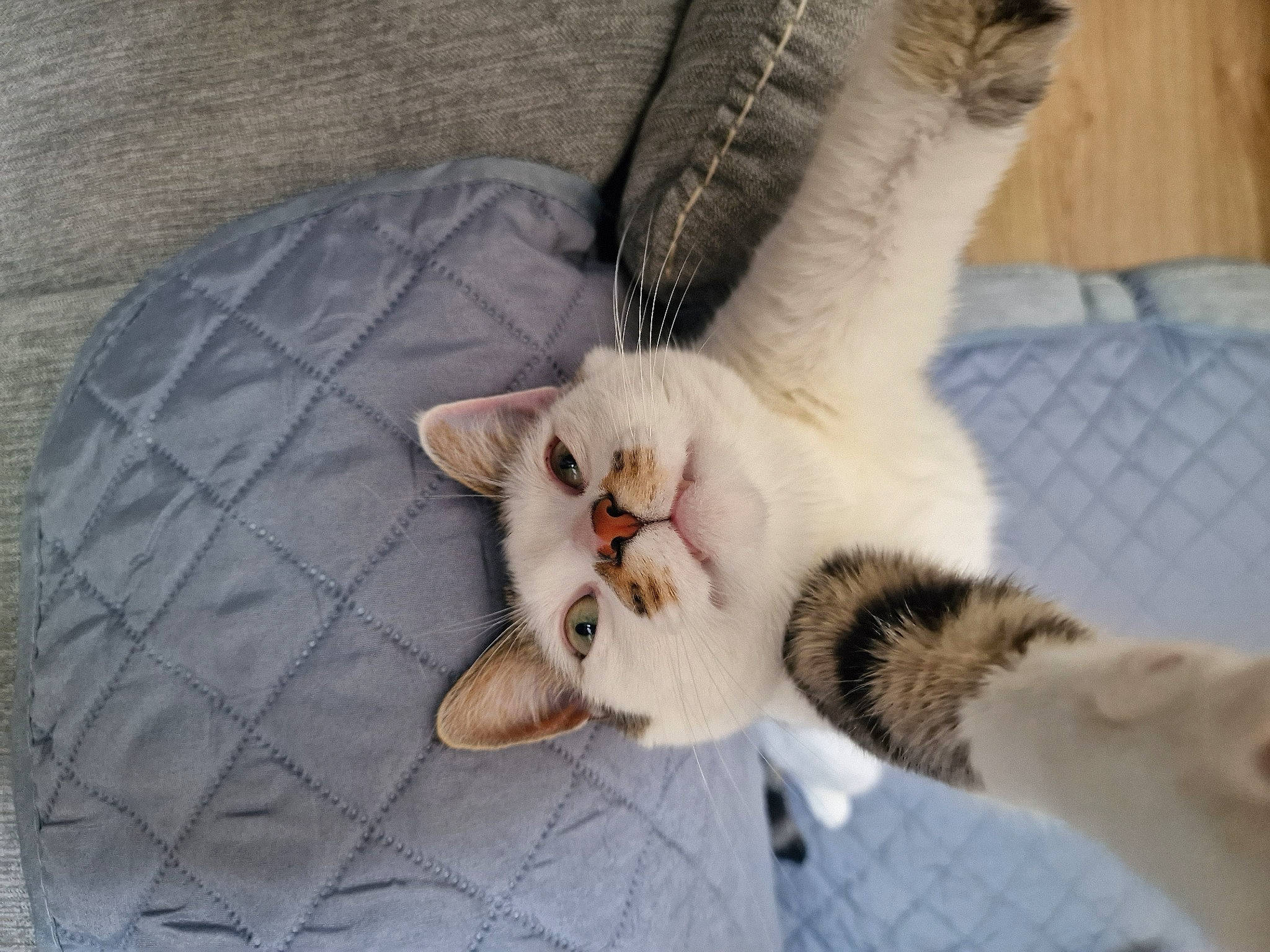 Harper a rejoint le concours — aidez-le/la à gagner de superbes lots ! carnivore, cat, cat_supply, claw, comfort, domestic_short_haired_cat, fawn, felidae, fur, nap, paw, pet_supply, small_to_medium_sized_cats, snout, tail, whiskers