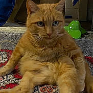 Gigi participe au concours pour gagner de l'argent avec cette photo : cat, orange_tabby, pet, indoor, carpet, rug, feline, animal, cute, lazy, home, cozy, sitting, toy, whiskers, ears, fur, relaxed, domestic, mammal