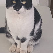 Oscar is registered to the contest to win money with this photo: animal, black_and_white, cat, close_up, curious, cute, domestic, ears, feline, fur, household, indoor, looking, paws, pet, quiet, sitting, still, table, whiskers