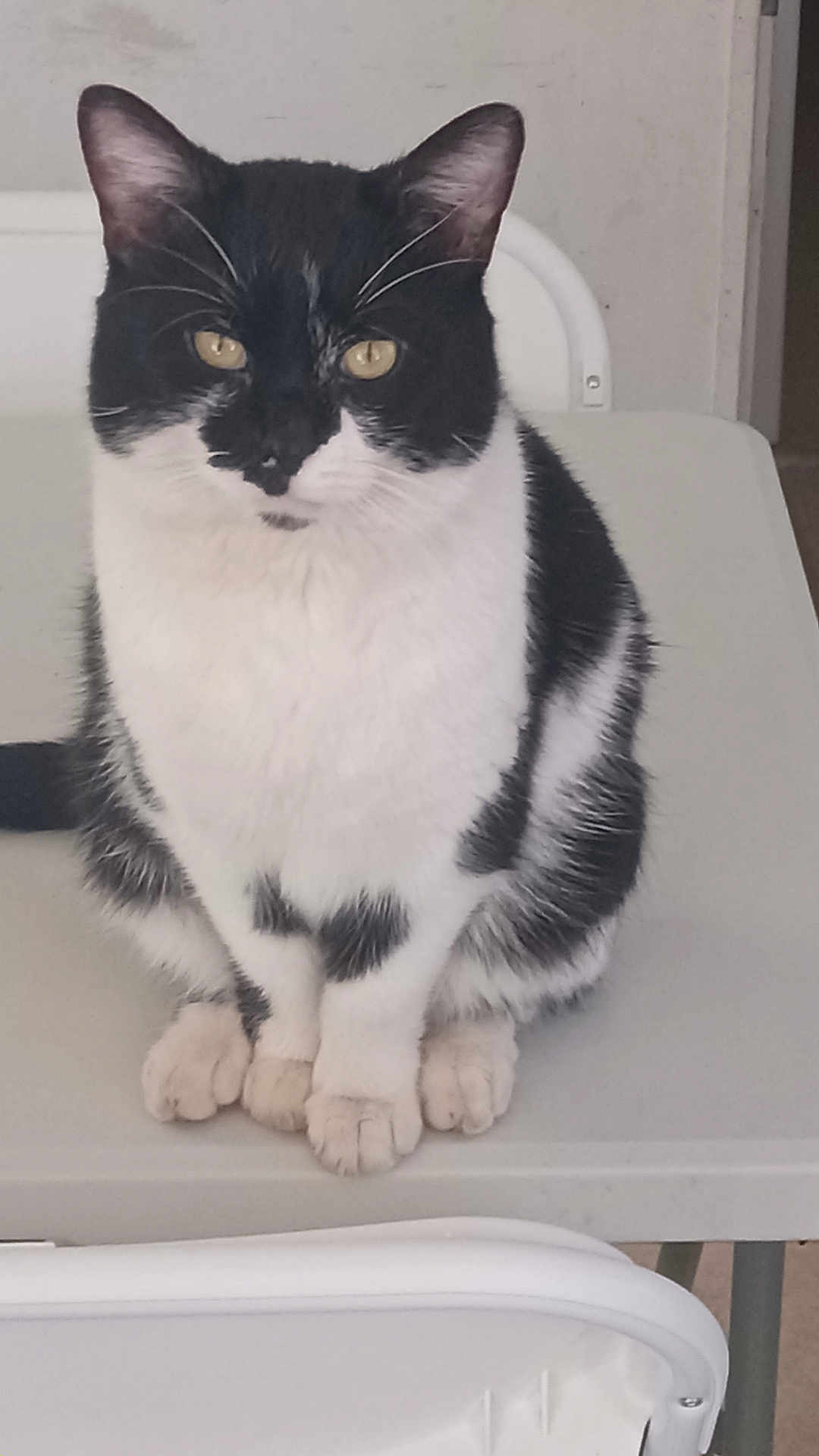 Oscar