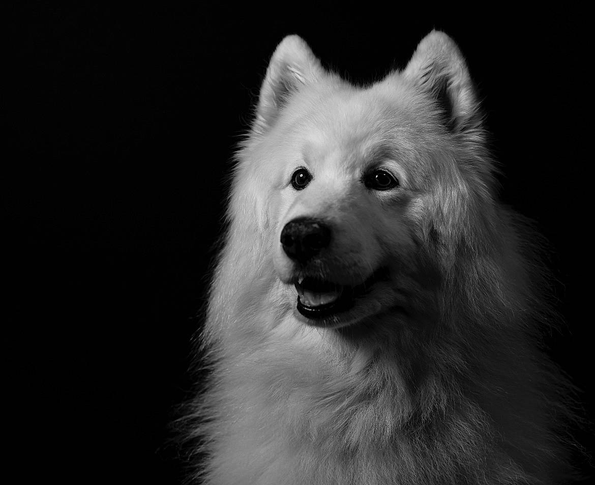 Magic is registered to the contest to win money with this photo: american_eskimo_dog, canidae, carnivore, companion_dog, dog, dog_breed, eye, fur, german_spitz_mittel, head, japanese_spitz, monochrome_photography, samoyed, snout, spitz, sporting_group, volpino_italiano, whiskers, wildlife, working_dog