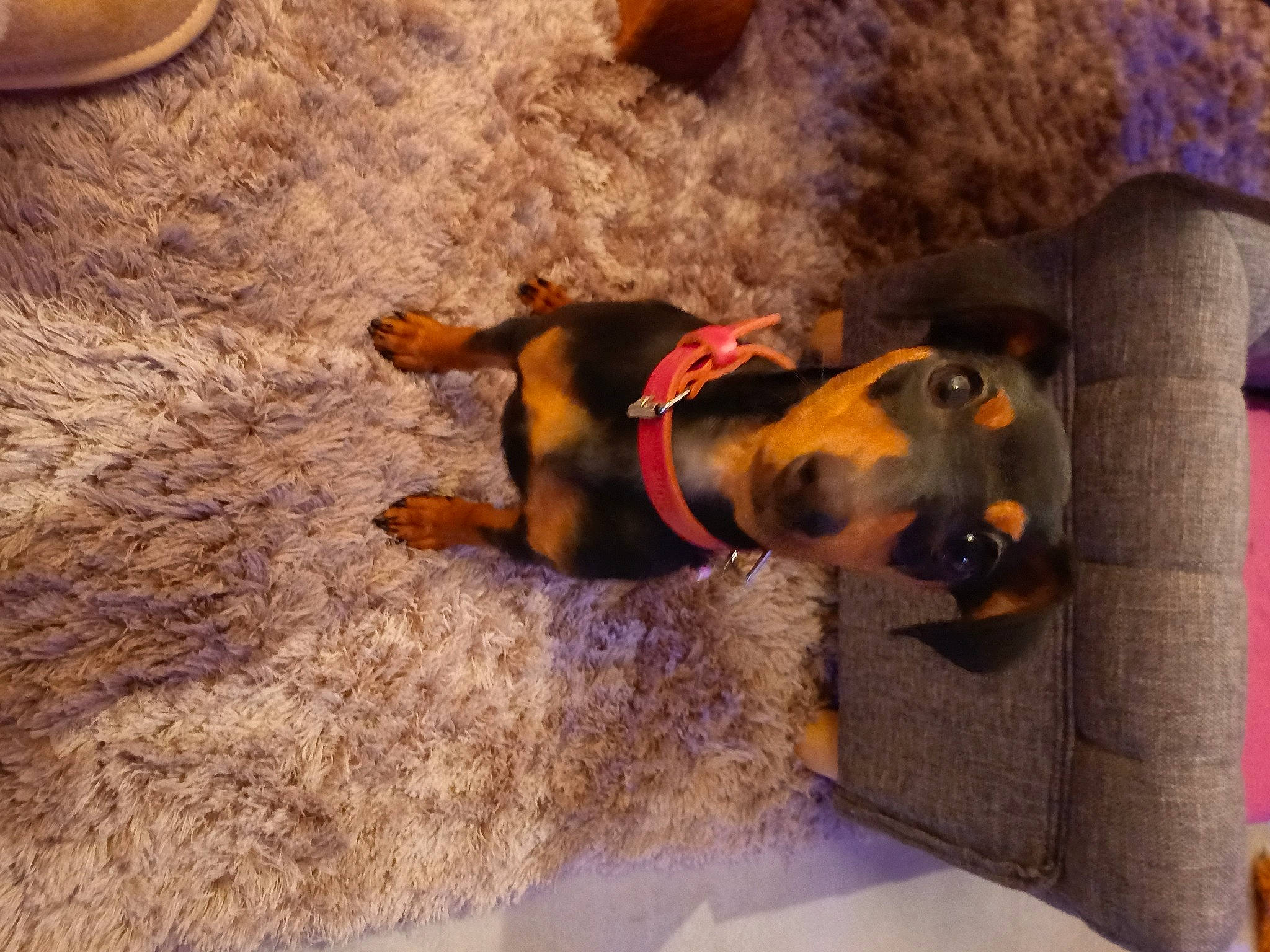 Chouquette participe au concours pour gagner de l'argent avec cette photo : brown, canidae, carnivore, collar, comfort, companion_dog, dog, dog_breed, dog_supply, fawn, flooring, fur, guard_dog, pet_supply, sporting_group, wood, working_animal, working_dog