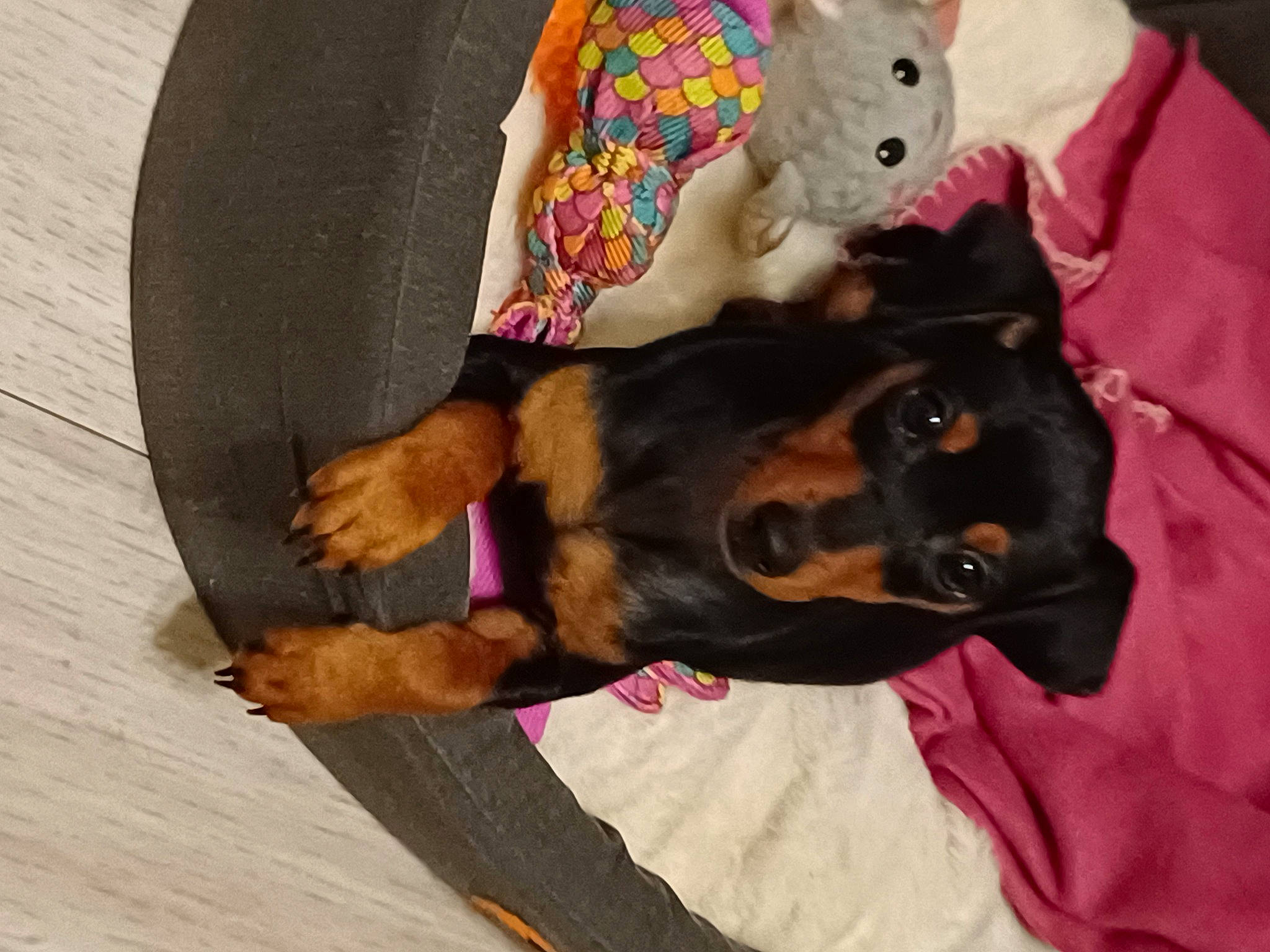 Chouquette participe au concours pour gagner de l'argent avec cette photo : canidae, carnivore, collar, comfort, companion_dog, dog, dog_breed, dog_clothes, dog_supply, fawn, fur, linens, mammal, pet_supply, snout, sporting_group, teddy_bear, toy, toy_dog, working_animal