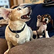 Snooppy is registered to the contest to win money with this photo: dog, puppy, couch, pet, indoor, animal, canine, fur, collar, paw, brown, white, black, cute, friendly, expression, sitting, playful, domestic, companion