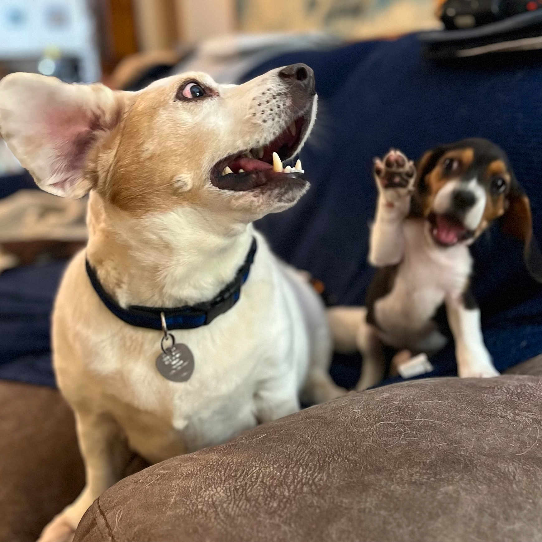 Snooppy is registered to the contest to win money with this photo: animal, black, brown, canine, collar, companion, couch, cute, dog, domestic, expression, friendly, fur, indoor, paw, pet, playful, puppy, sitting, white